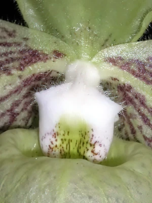 Image of Paphiopedilum jackii 22